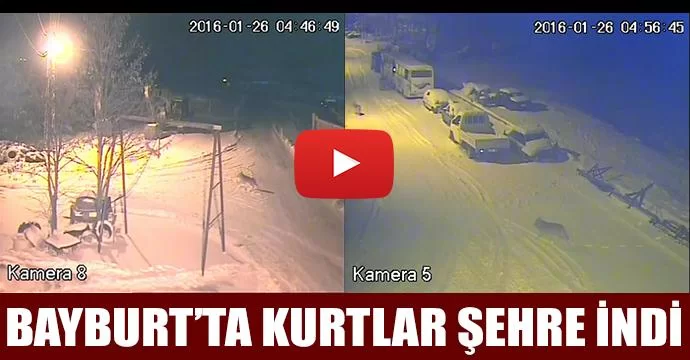 Bayburt’ta kurtlar şehre indi