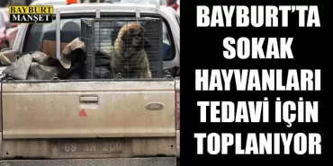 Bayburt’ta Sokak Hayvanları Tedavi İçin Toplanıyor