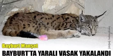 Bayburt'ta Yaralı Vaşak Yakalandı