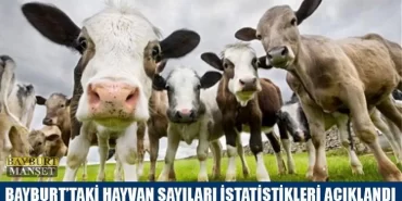 Bayburt'taki Hayvan Sayıları İstatistikleri Açıklandı