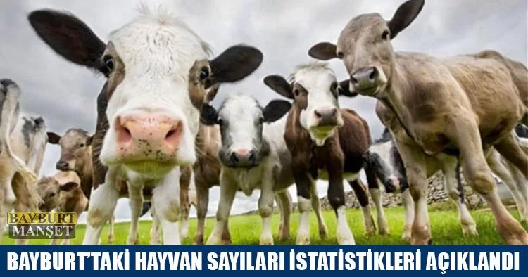 Bayburt'taki Hayvan Sayıları İstatistikleri Açıklandı