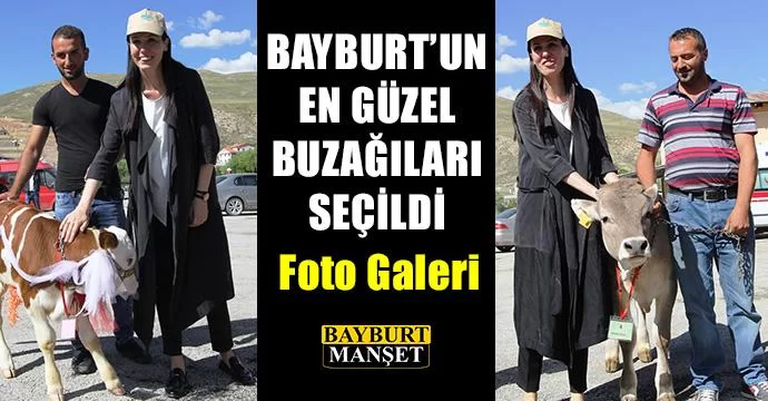 Bayburt'un En Güzel Buzağıları Seçildi