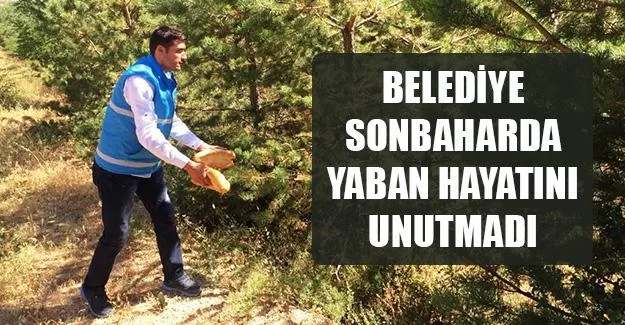 Belediye Sonbaharda Yaban Hayatını Unutmadı