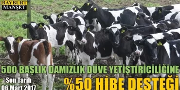 Damızlık düve yetiştiriciliği başvuruları başladı