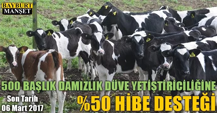 Damızlık düve yetiştiriciliği başvuruları başladı