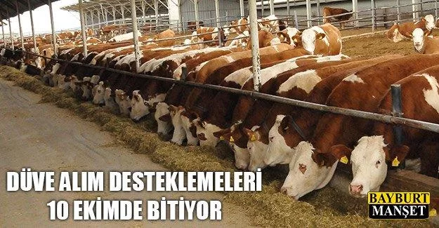 Düve Alım Desteklemeleri 10 Ekimde Bitiyor