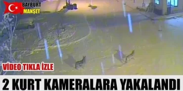Kurtlar 21 Şubat sanayi sitesi kameralarına yakalandı