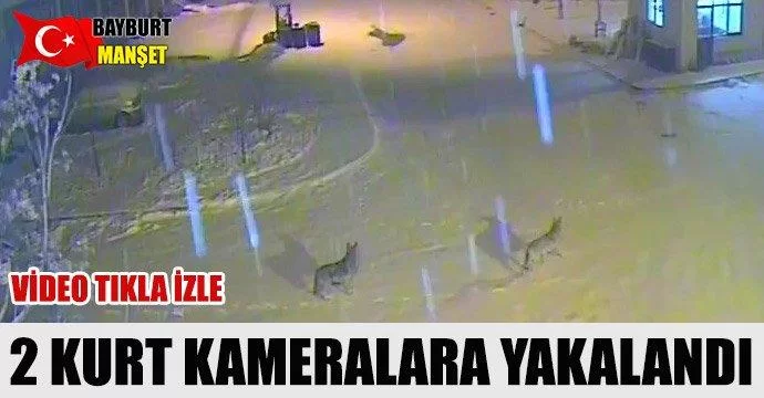 Kurtlar 21 Şubat sanayi sitesi kameralarına yakalandı