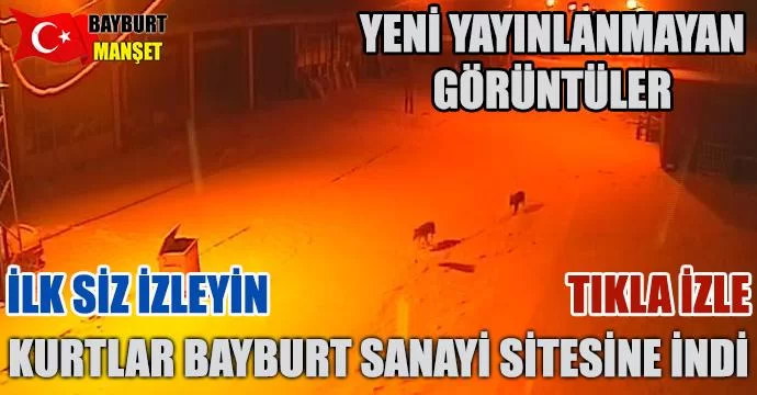 Kurtlar Bayburt Sanayi Sitesine İndi