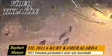 Bayburt'ta 2013 yılında 6 Kurt kameralara yakalandı