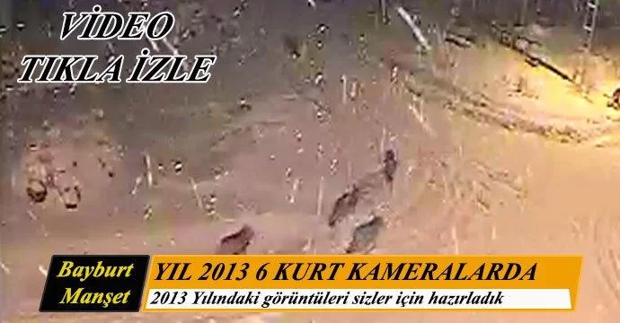 Bayburt'ta 2013 yılında 6 Kurt kameralara yakalandı