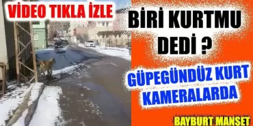 Bayburt'ta Gündüz Gözü Kameralara Kurt Yakalandı