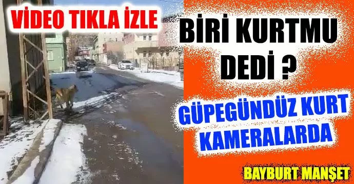 Bayburt'ta Gündüz Gözü Kameralara Kurt Yakalandı