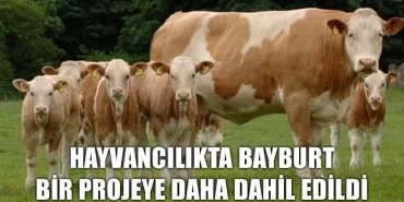 Hayvancılıkta Bayburt bir projeye daha dahil edildi