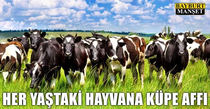 Her Yaştaki Hayvana Küpe Affı