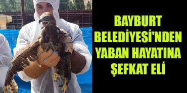 Kartal ve Baykuş Hayata Tutundu