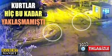 Kurtlar Bayburt'u Mesken Tuttu