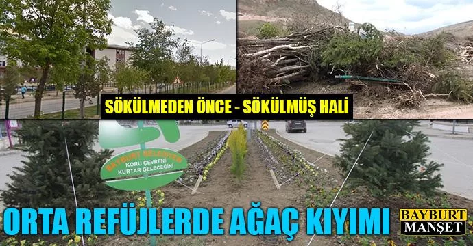 Orta refüjlerde ağaç kıyımı