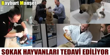 Sokak hayvanları tedavi ediliyor