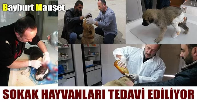 Sokak hayvanları tedavi ediliyor