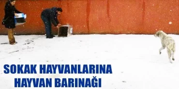 Sokak Hayvanlarına Hayvan Barınağı