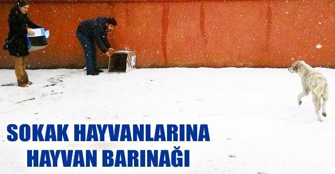 Sokak Hayvanlarına Hayvan Barınağı