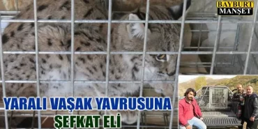Yaralı vaşak yavrusuna şefkat eli
