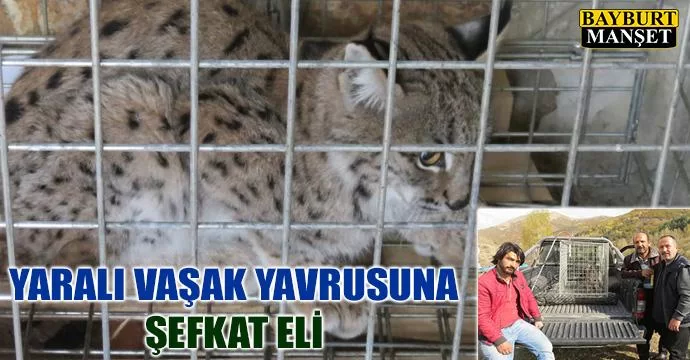 Yaralı vaşak yavrusuna şefkat eli